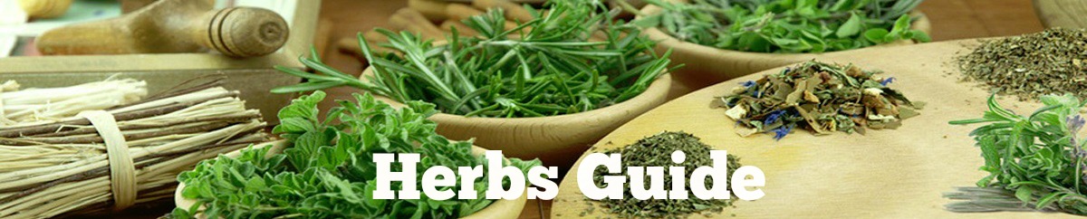 Herbs Starting By Letter Y Herbs By Alphabet Y